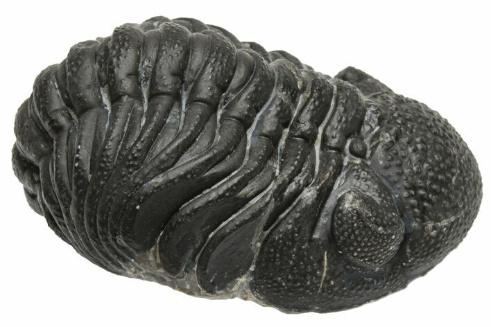 Wide Morocops Trilobite - Morocco #224209